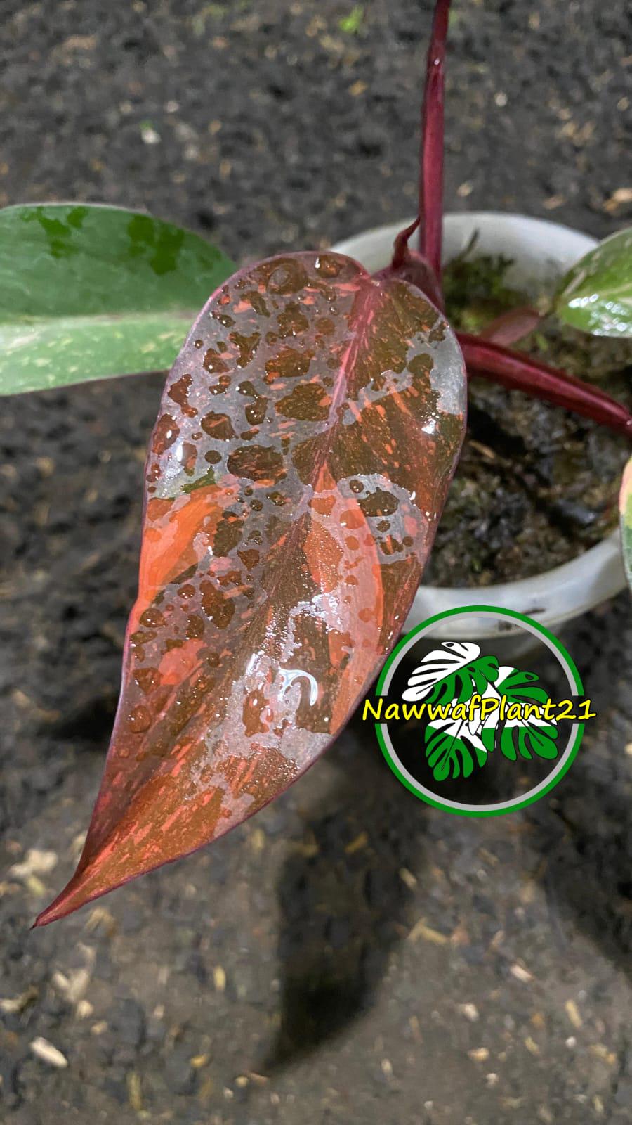 【専用】レア　フィロデンドロン　エメラルデンセ a Philodendron atabapoense - Etsy 日本