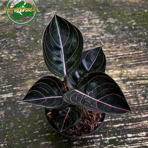 アグラオネマ　ロタンダム　アチェ　Rotundum aceh Aglaonema Rotundum Aceh - Aroid Nursery