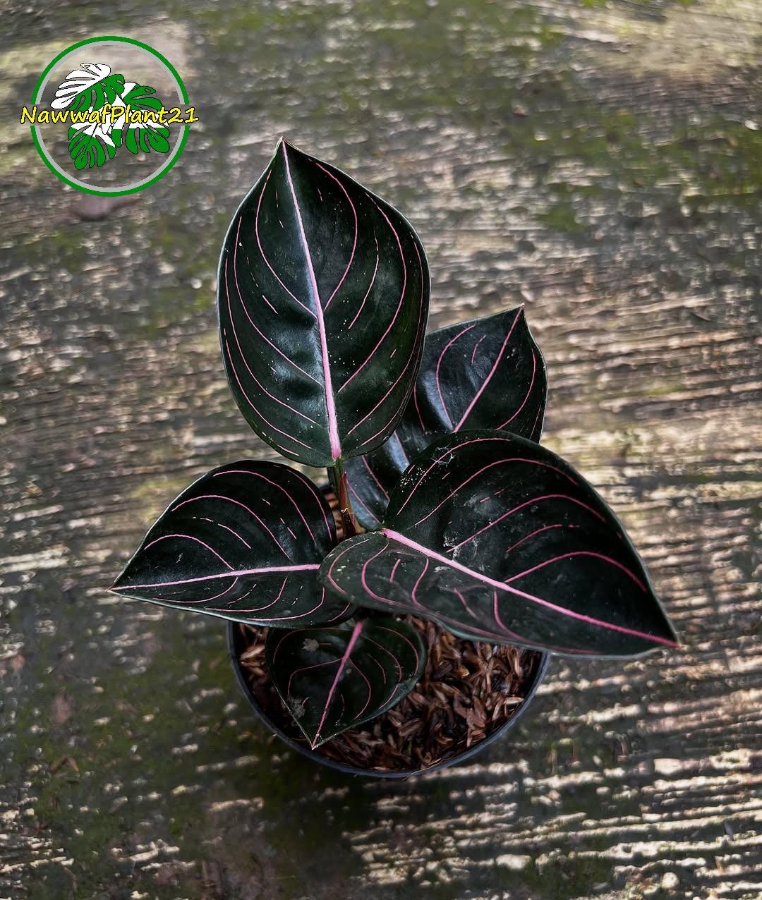 Aglaonema rotundum - Etsy 日本