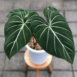 Verrucosum Dark Form - Etsy