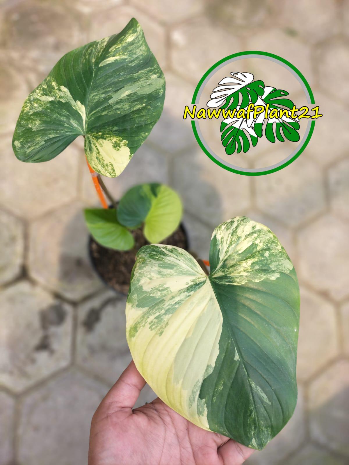 Variegated homalomena rubescens - Etsy 日本