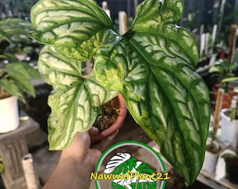 Real Pick Cercestis Mirabilis Variegated Free Phytosanitary Certificate