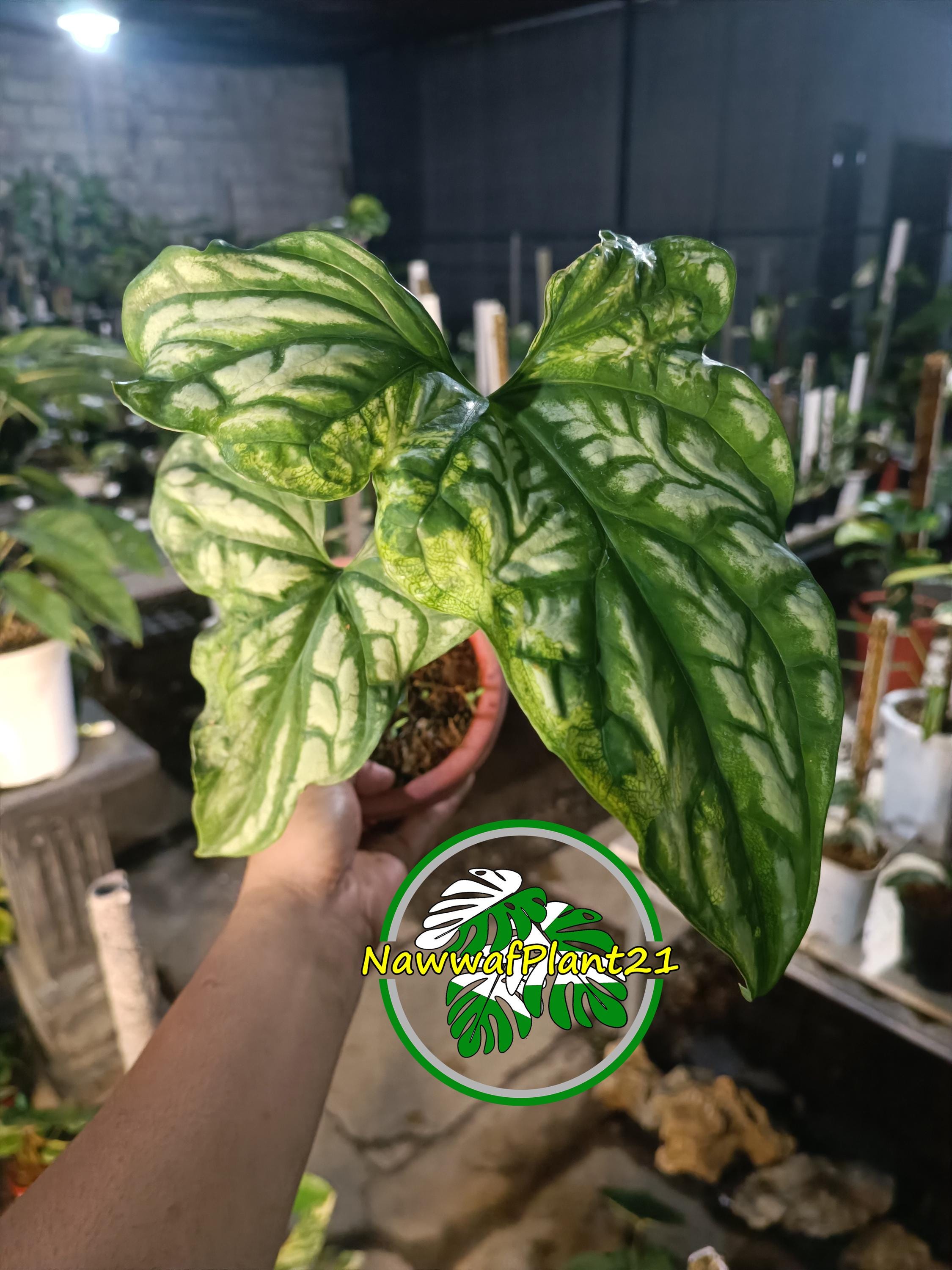 Cercestis mirabilis - Etsy 日本