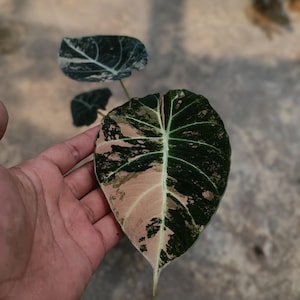 Homalomena black velvet variegata 2株セット Homalomena Black Velvet - Etsy