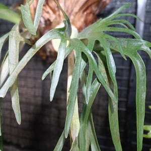 Platycerium Willincki Real Picture