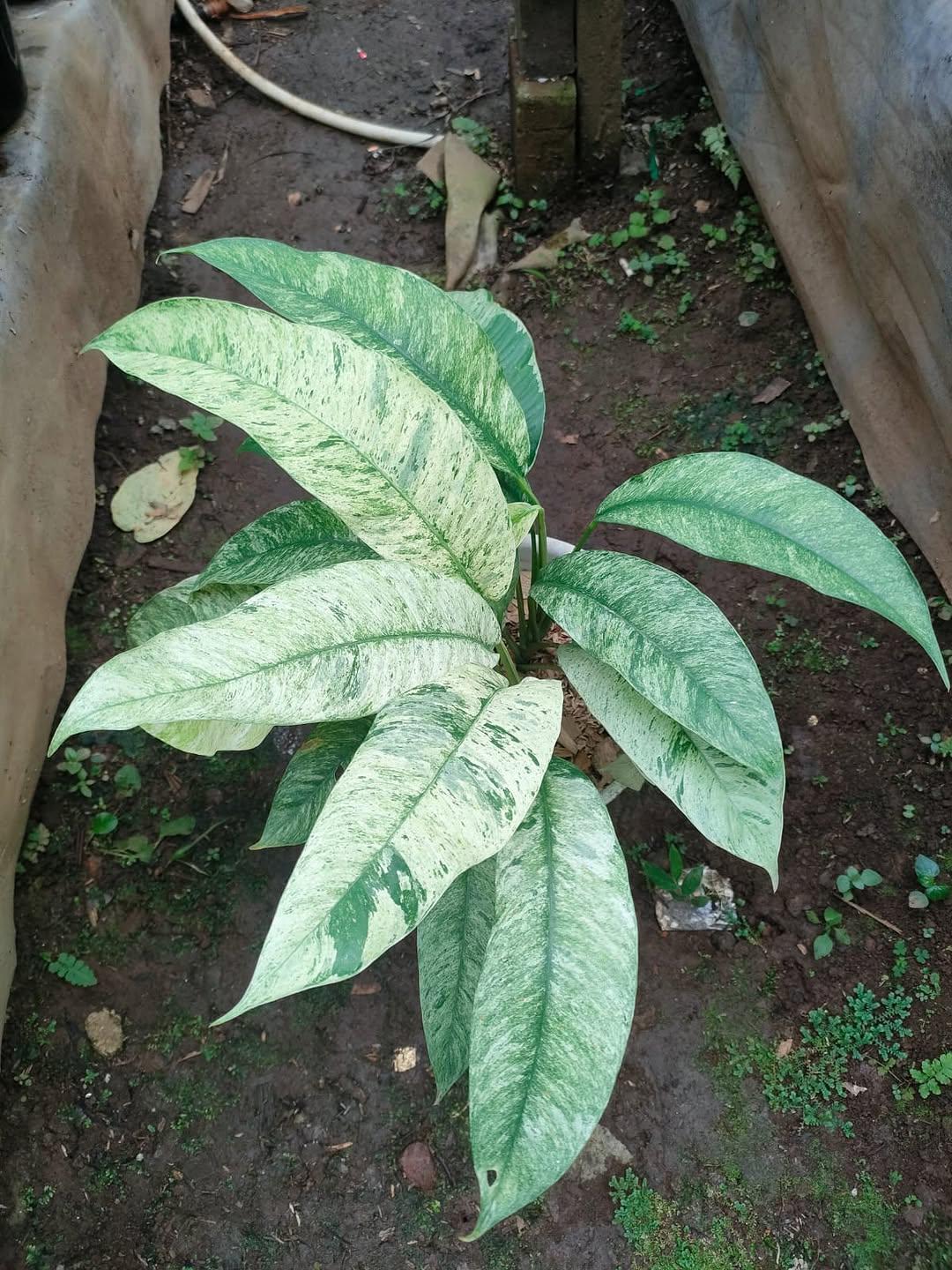 Epipremnum giganteum variegated - Etsy 日本