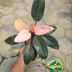 Plant Philodendron Pink Congo