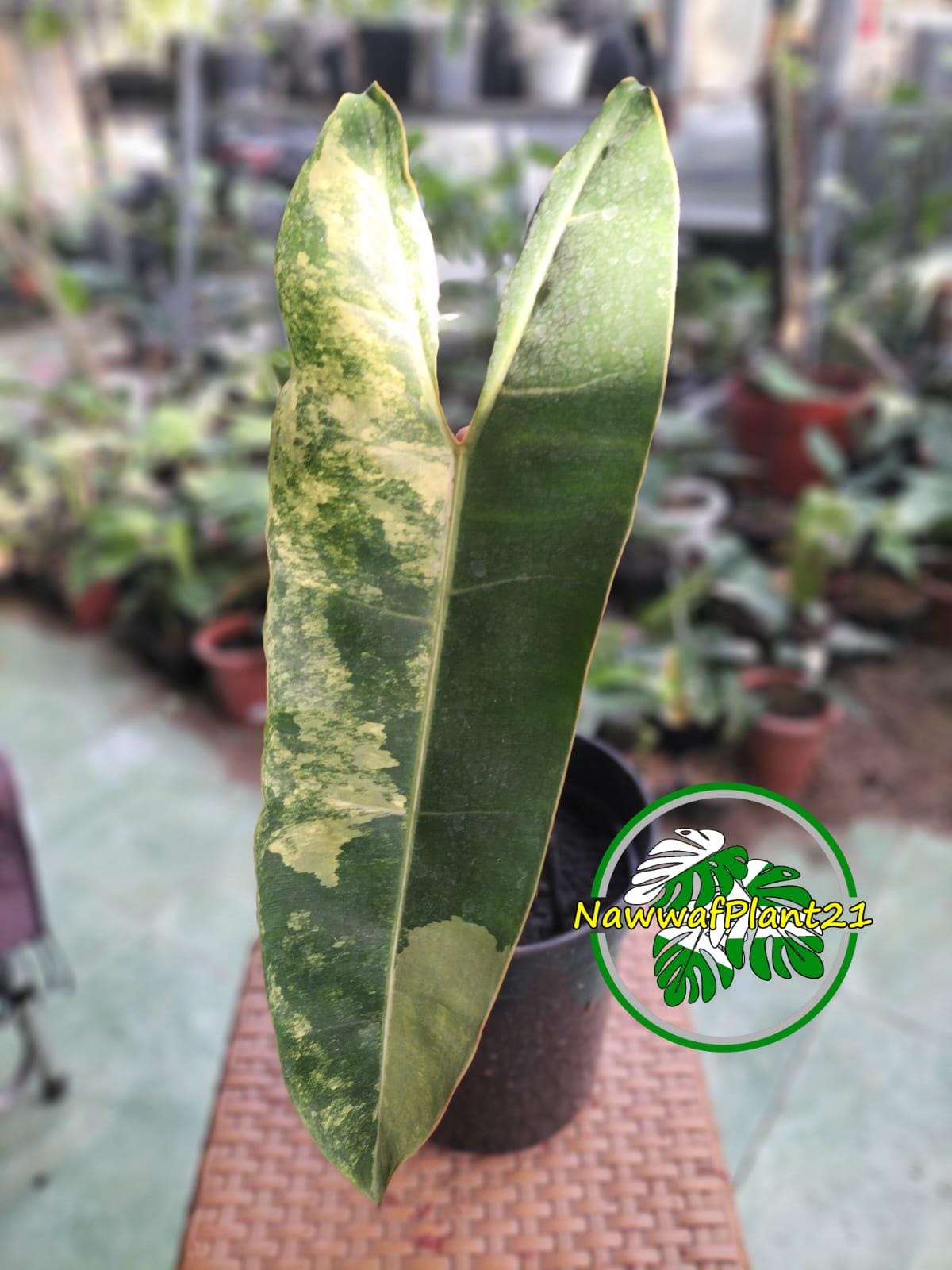 Philodendron billietiae variegated - Etsy 日本