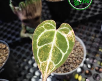 Anthurium Crystallinum Pink Variegated Real Picture Mature