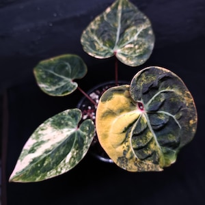 Anthurium king of spades x red crystallinum - Etsy 日本