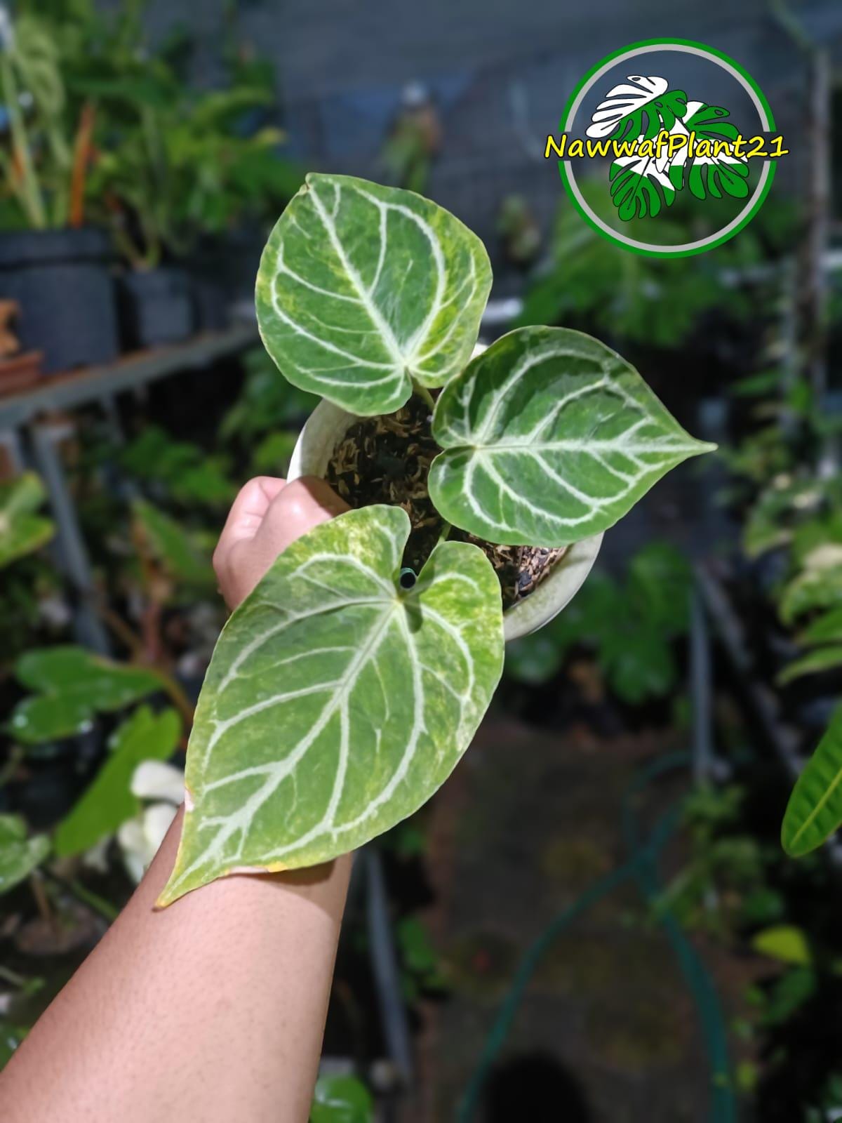 Anthurium Magnificum X Silver Blush - Etsy