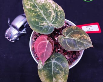Seed grown Anthurium darkest Panama (Goliath) x portillae Starter