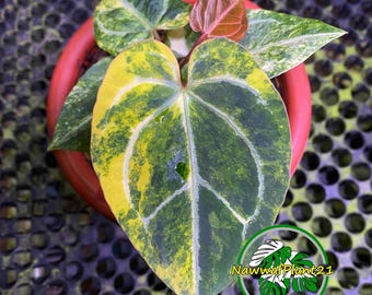アンスリウム・ルネッサンス【5】 Anthurium Renaissance Variegation. Hybrid Please read DESCRIPTION