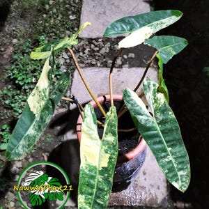 Philodendron Billietiae Variegated // Real Picture