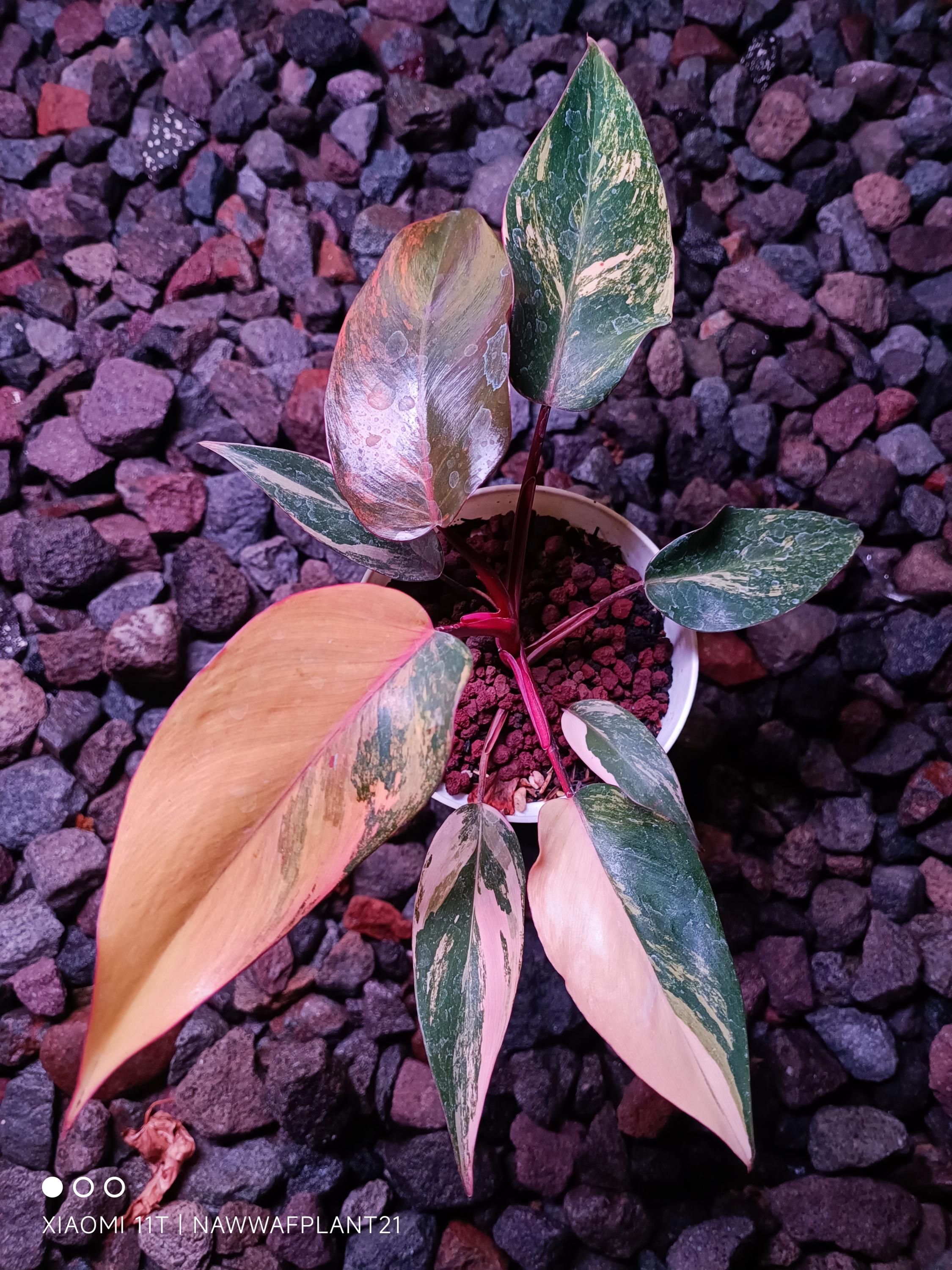 Philodendron princess of fire - Etsy 日本