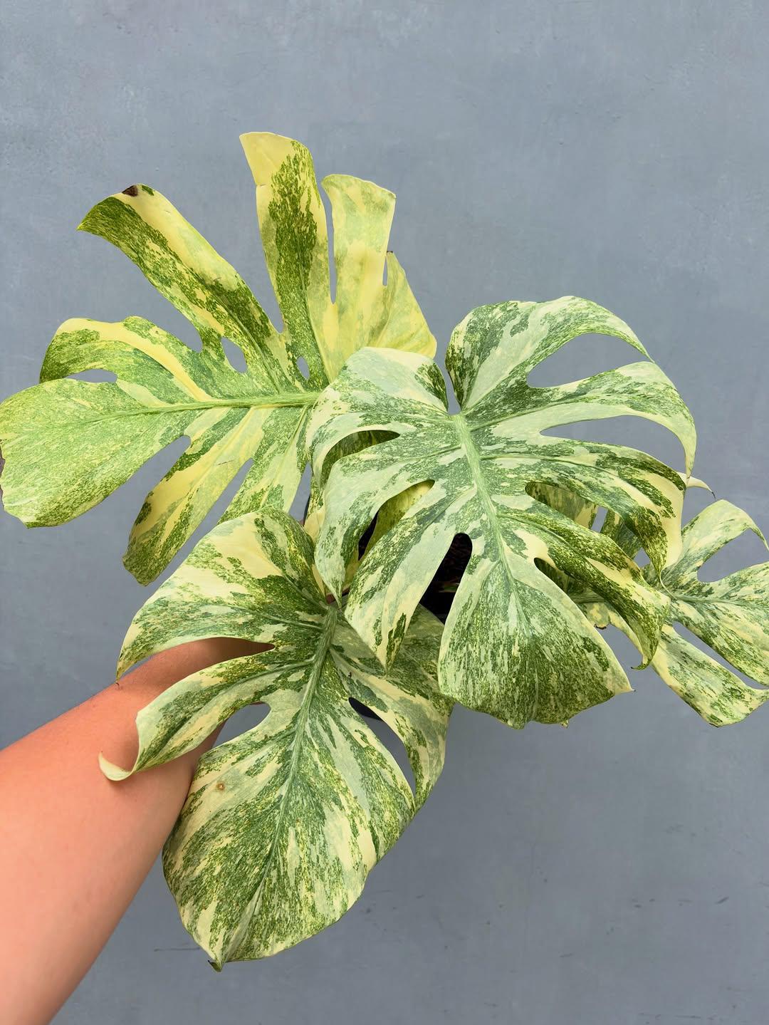Monstera legacy - Etsy 日本