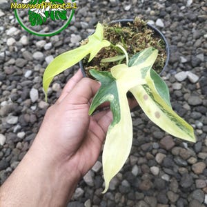 Squamiferum Variegated - Etsy