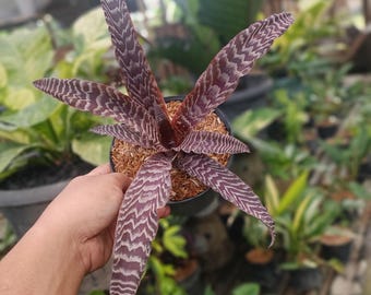Neoregelia 'grove's Red Tiger' Small Pup — Glossy Red Banded