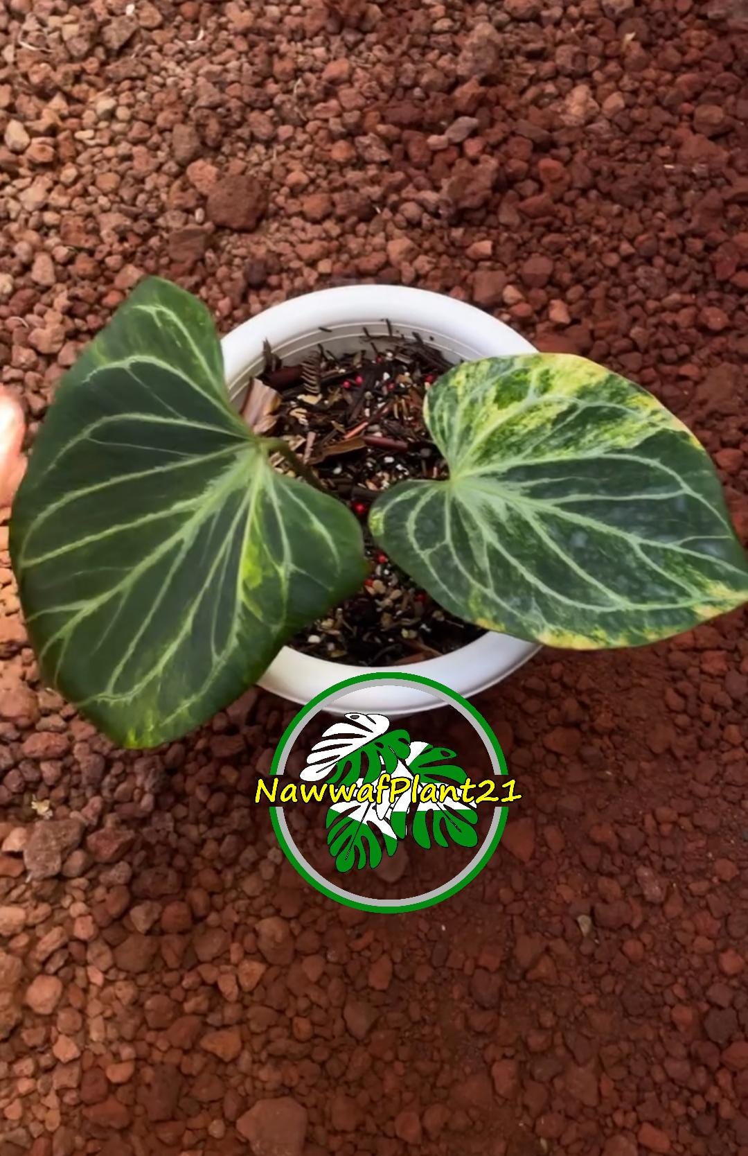 Anthurium King of Spades Butterfly - Etsy