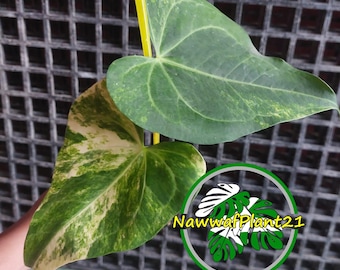 アンスリウム パピリラミナム×グリーンマンバ 斑入り - Etsy 日本