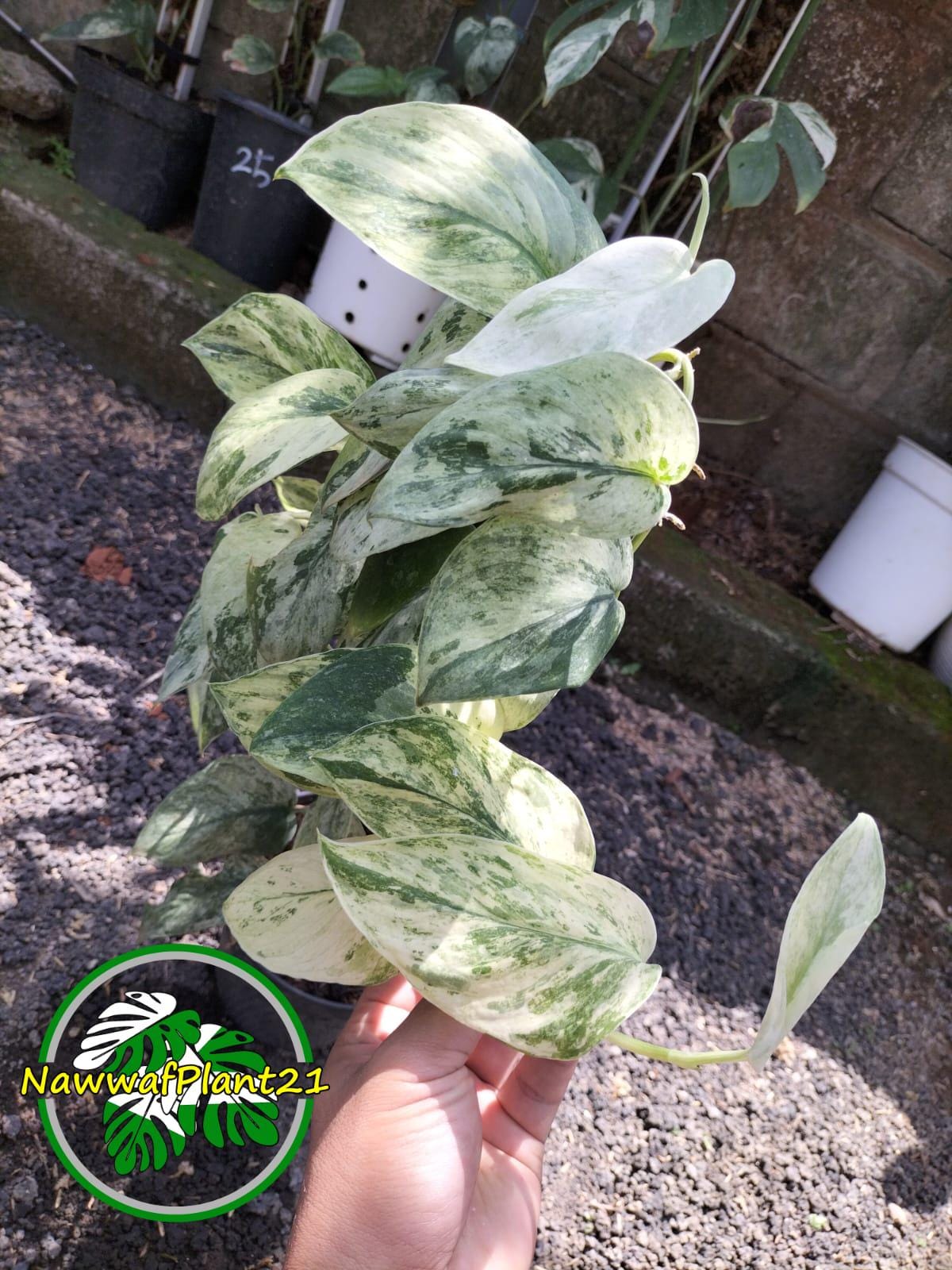 Epipremnum giganteum variegated - Etsy 日本