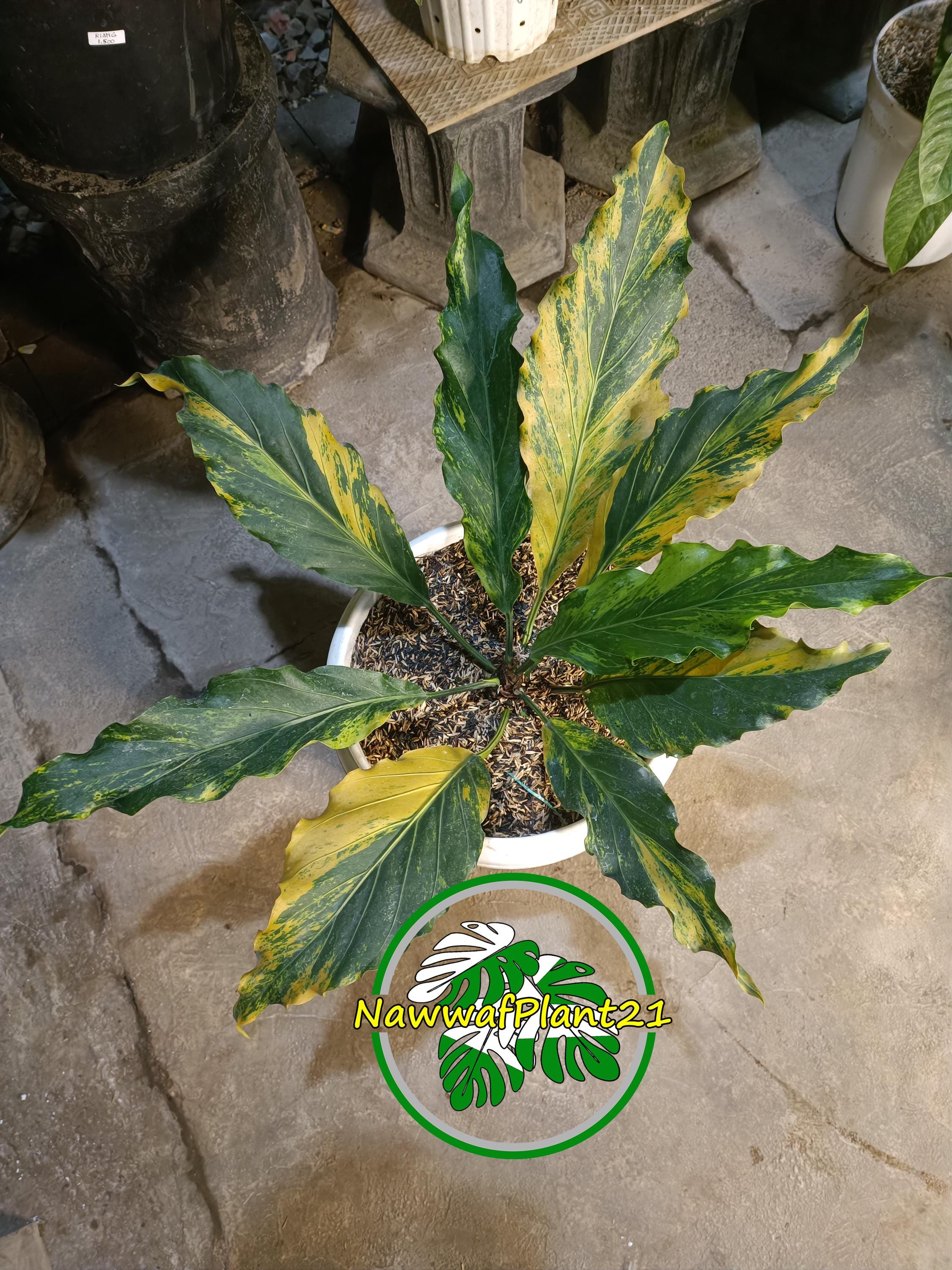 Variegated Anthurium Plowmanii Real Picture Plant - Etsy Canada