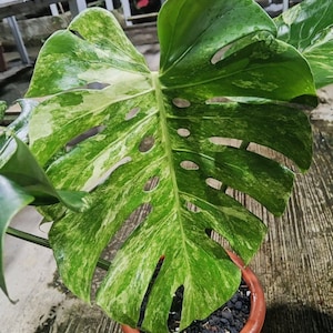 Puede incluir: Una planta de Monstera variegada en una maceta marrón. Las grandes hojas en forma de corazón son de un verde vibrante con parches irregulares de blanco cremoso. La planta está plantada en tierra oscura, y la maceta está sobre una superficie de hormigón.