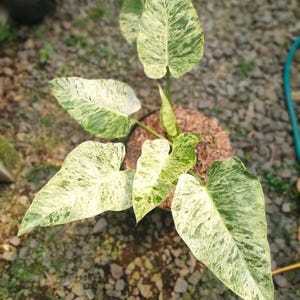 Op de afbeelding: Een Philodendron-plant met meerdere hartvormige bladeren met een bont patroon van crèmewit en diverse tinten groen. De plant staat in een pot gevuld met bruine aarde en vertoont een opvallend gevlekt uiterlijk.