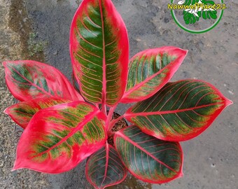 Aglaonema Khanza Pink Starter Plant (ALL STARTER PLANTS Require You to  Purchase 2 Plants!) - Etsy Canada