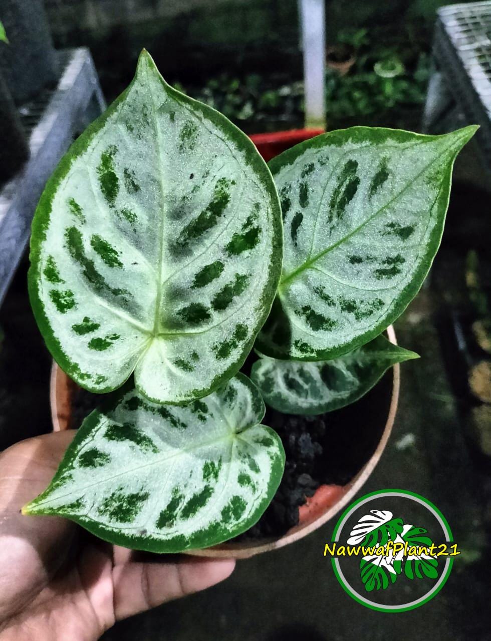Anthurium Silver Chrome Mature Real Picture Plant - Etsy
