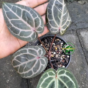 May include: An Anthurium plant in a black plastic pot with four dark green, heart-shaped leaves featuring prominent, light-colored, vein-like patterns. The plant stems are reddish-brown, and the soil is a mix of dark bark and perlite.
