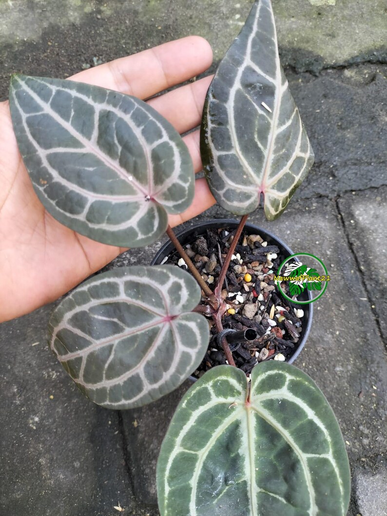 May include: An Anthurium plant in a black plastic pot with four dark green, heart-shaped leaves featuring prominent, light-colored, vein-like patterns. The plant stems are reddish-brown, and the soil is a mix of dark bark and perlite.