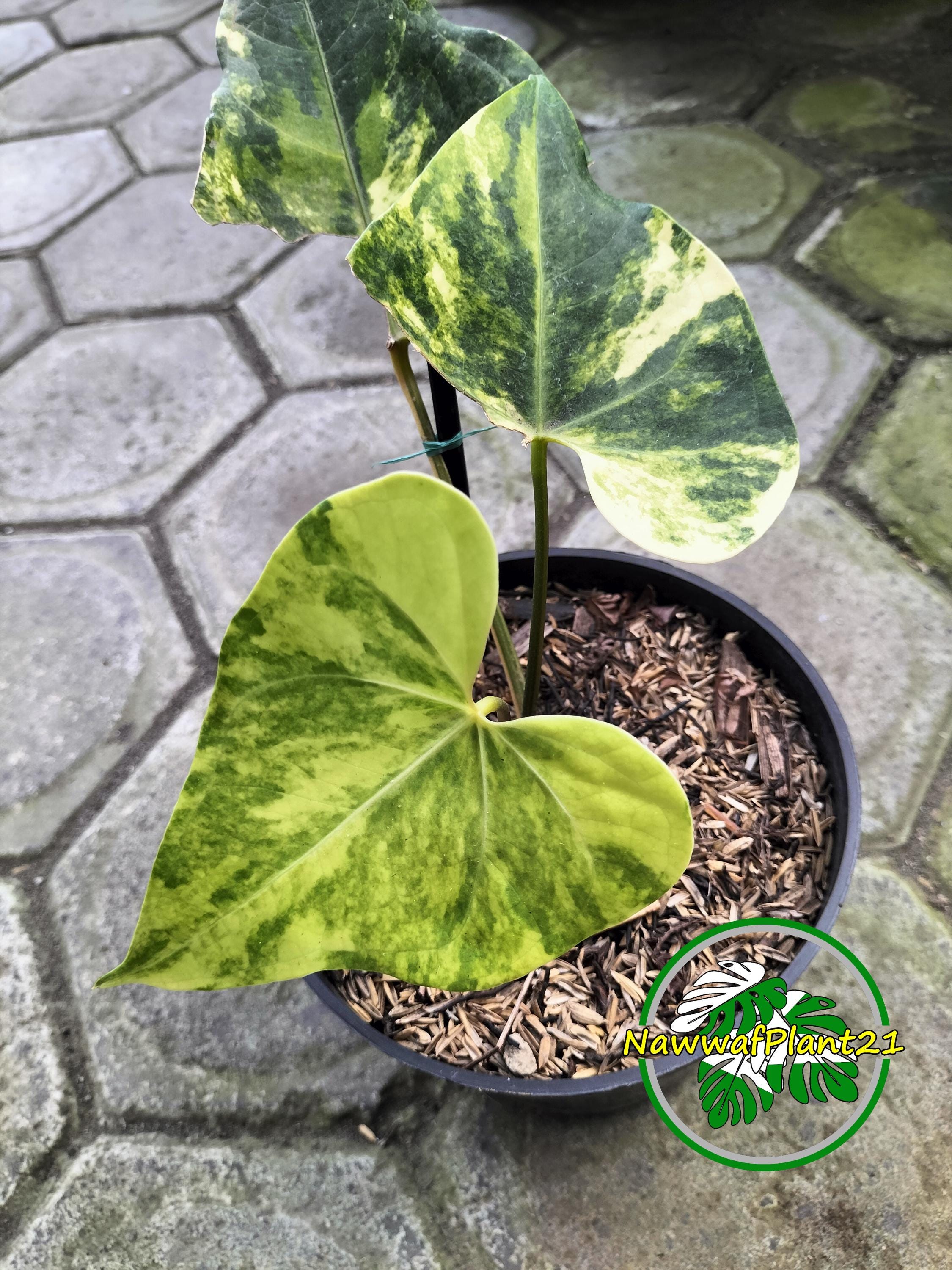 anthurium colors Flowering Anthurium – Assorted Colors main image 0