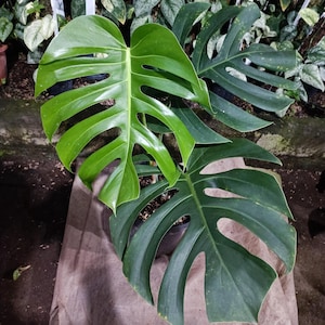 Monstera Brazil - Etsy