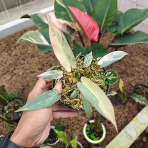 植*郎様 格安 フィロデンドロン アタバポエンセ 斑入り Philodendron atabapoense - Etsy 日本