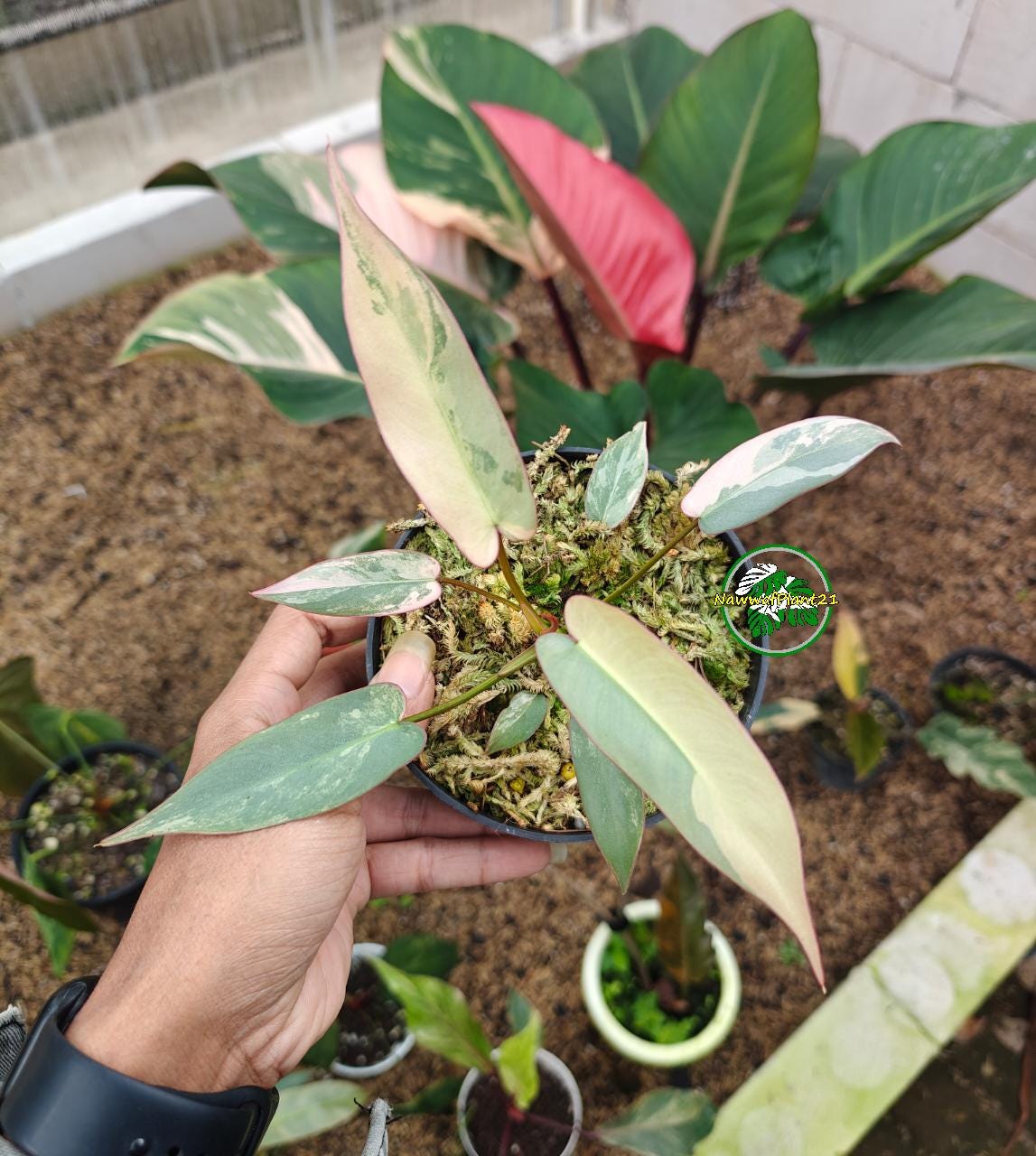 Philodendron atabapoense - Etsy 日本