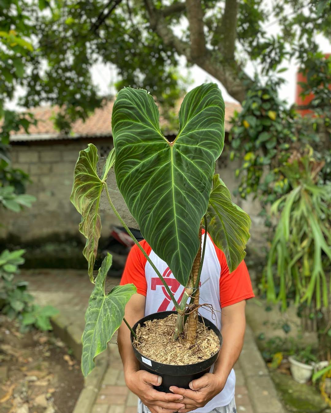 Philodendron splendid - Etsy 日本