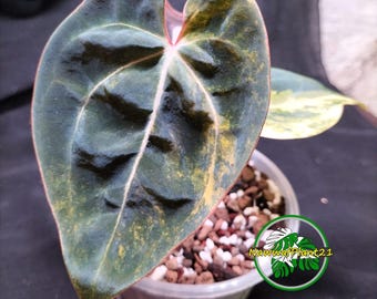 Anthurium Papillilaminum 