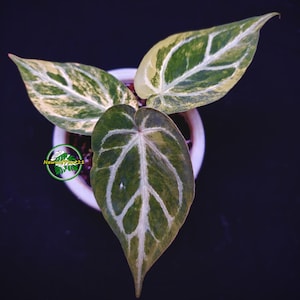 ficus audrey yellow leaves Ficus Audrey | Easy, Elegant Indoor Tree