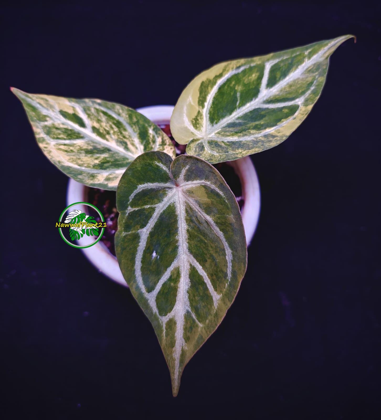 A. luxurians × magnificum 'Silver' SKG Anthurium magnificum