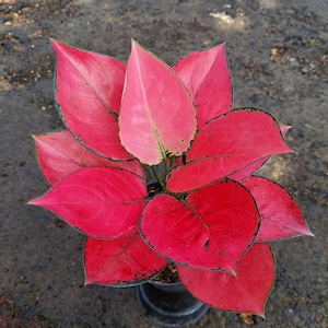 May include: A vibrant houseplant with large, heart-shaped leaves in shades of red and pink. The leaves have dark green edges and a glossy texture. The plant is potted in a black container, set against a neutral background.