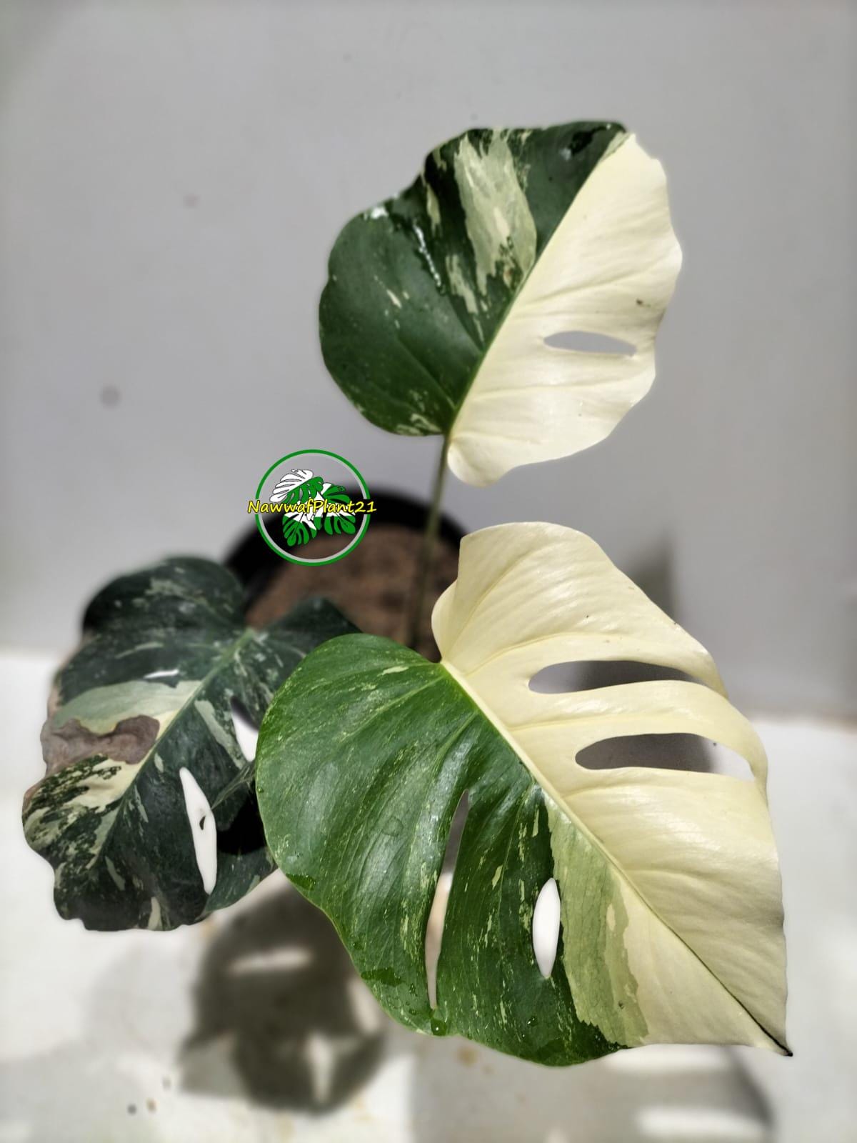 Monstera Albo Variegata White Tiger - Etsy