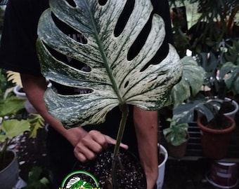 Actual Plant Monstera Devil Monster Variegated One Leaf Original
