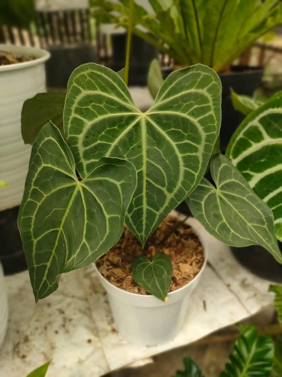 Philodendron Clarinervium - Etsy