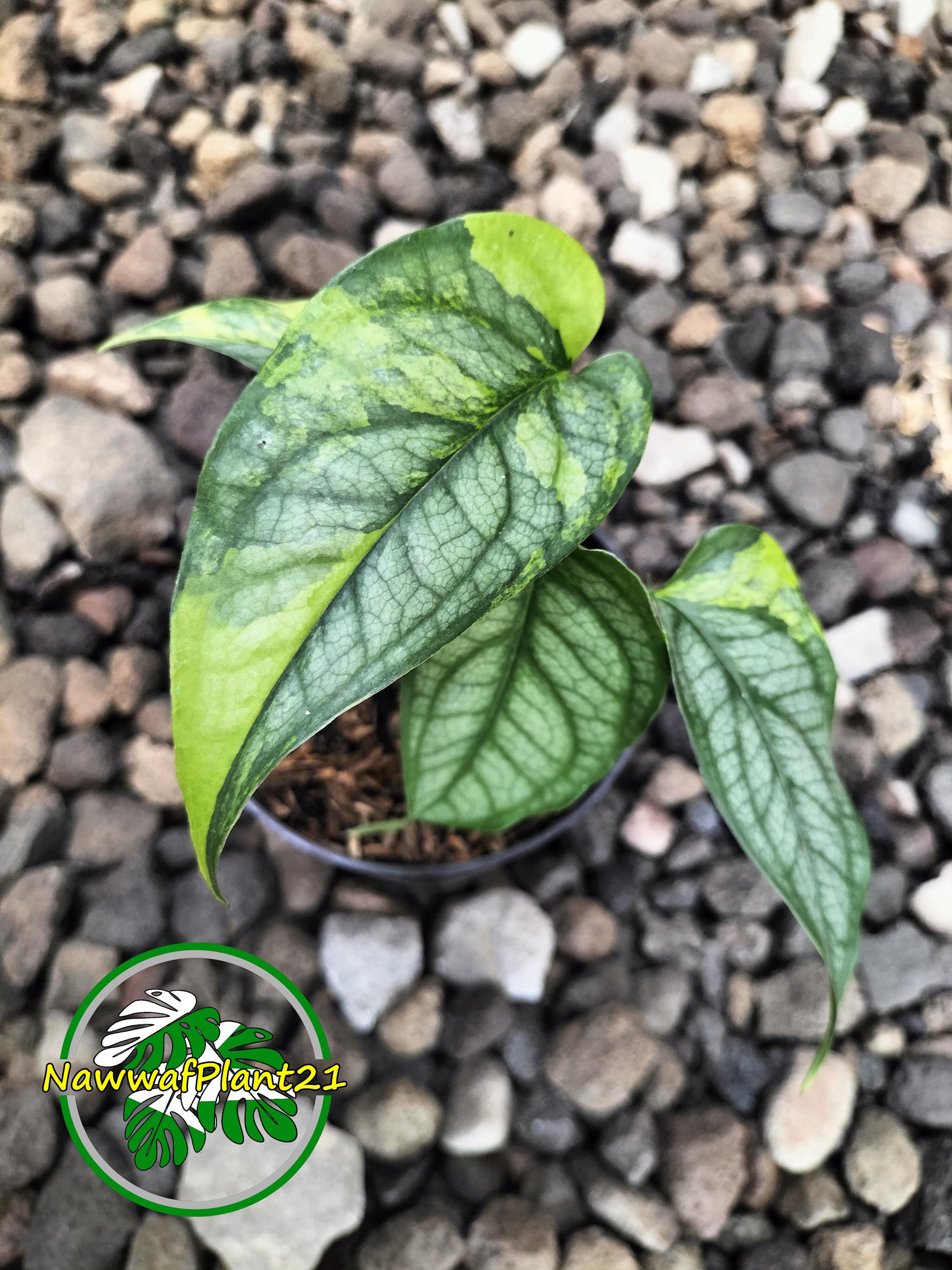 Monstera Siltepecana Variegated - Etsy
