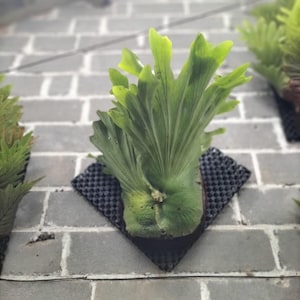 Anthurium superbum - Etsy 日本