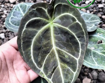 Anthurium Magni x Forgetii Platinum Variegated, imagen real, planta de interior