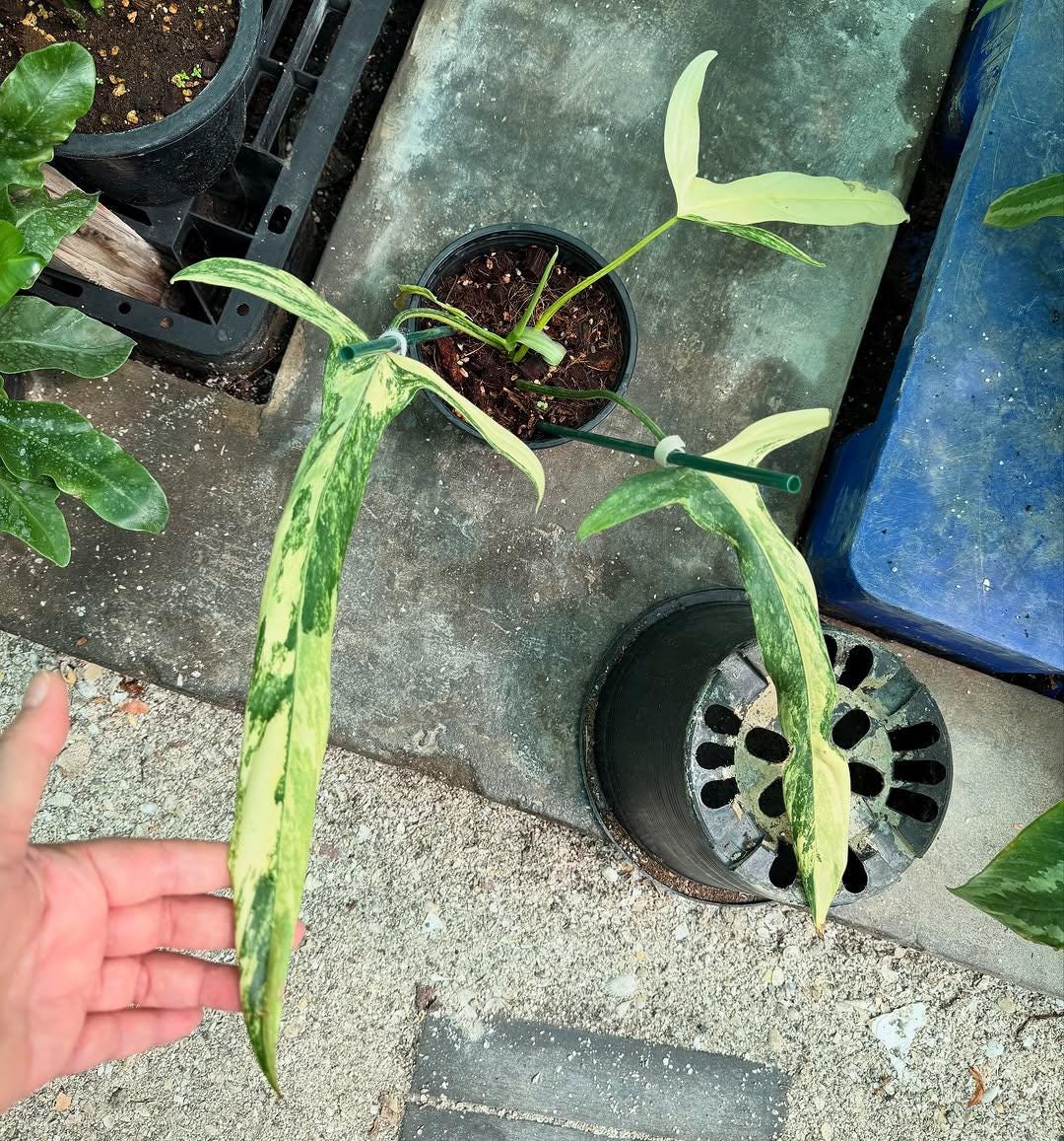 Philodendron Holtonianum Variegated - Etsy