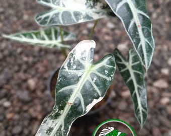 Alocasia Bambino Pink Variegated | Real Picture Mature Tropical Plant Free Phytonsanitry Certificate