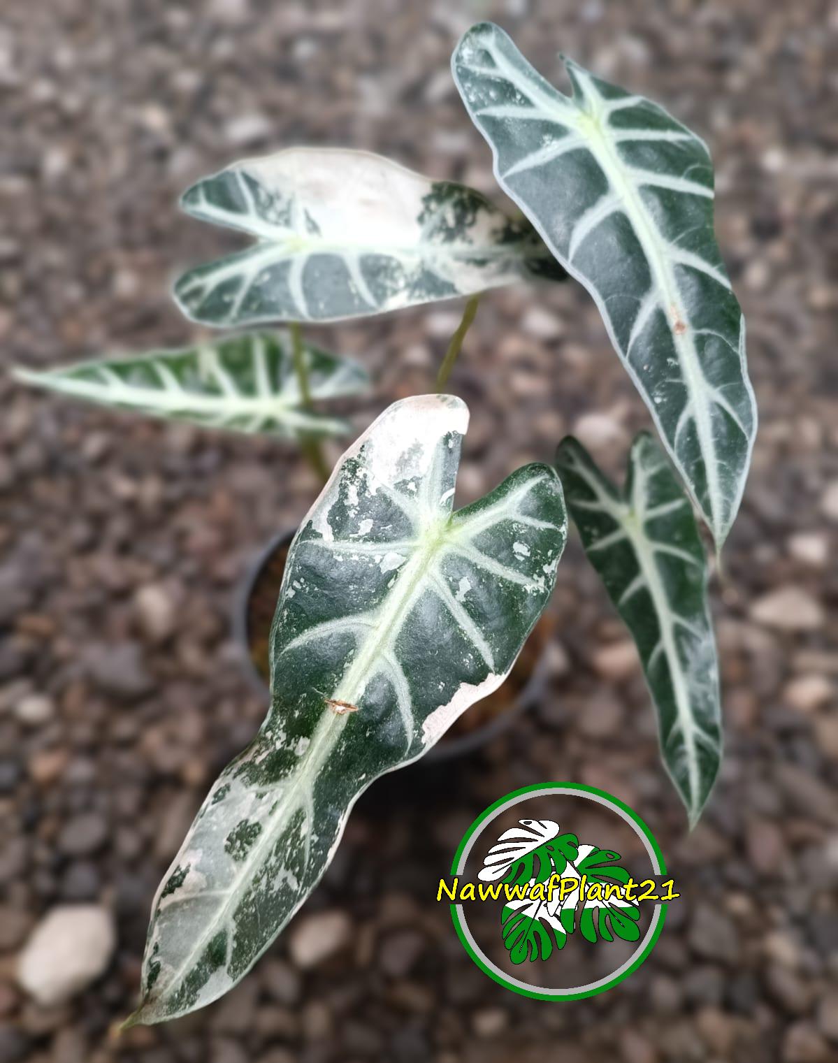 イ*ヴ様 1 Phyllanthus urinaria Variegate Phyllanthus urinaria pink variegated - Etsy Nederland